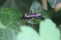 Achaius oratorius