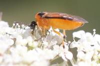 Athalia rosae