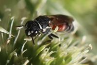 Hylaeus variegatus