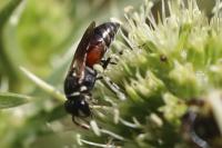Hylaeus variegatus