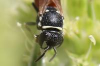 Hylaeus variegatus