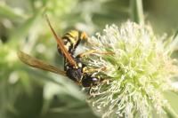 Polistes dominula