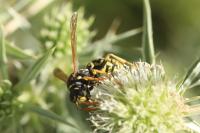 Polistes dominula