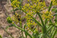 Polistes
