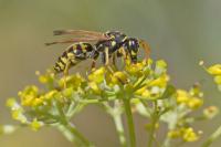 Polistes dominula