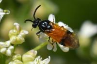 Arge cyanocrocea