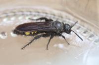 Scolia hirta