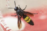 Scolia hirta