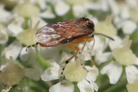 Athalia rosae