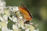 Athalia rosae