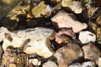 Apis mellifera