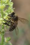 Apis mellifera