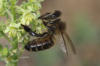 Apis mellifera