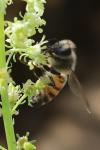 Apis mellifera