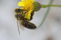 Apis mellifera