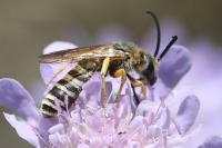 Halictus scabiosae