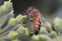 Apis mellifera