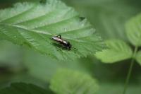 Macrophya militaris