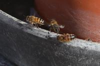 Apis mellifera