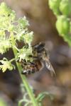 Apis mellifera