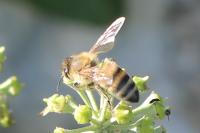 Apis mellifera
