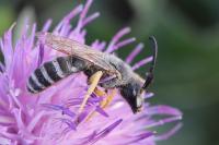 Halictus scabiosae