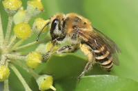 Colletes hederae