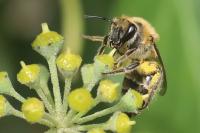 Colletes hederae