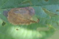 Fenusa dohrnii