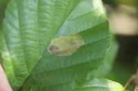 Fenusa dohrnii