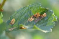 Fenusa dohrnii