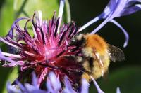 Bombus pascuorum