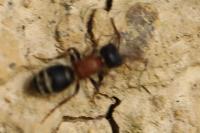 Myrmilla calva