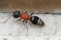 Myrmilla calva