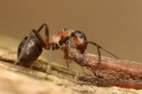 Formica rufa
