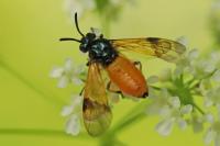 Arge cyanocrocea