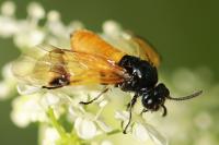 Arge cyanocrocea