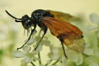 Arge cyanocrocea