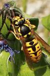 Vespula germanica