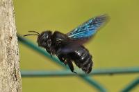 Xylocopa violacea