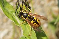 Vespula germanica