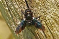 Xylocopa violacea
