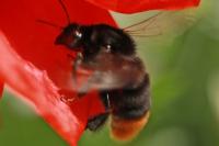 Bombus lapidarius