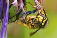 Vespula germanica
