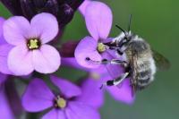Anthophora plumipes