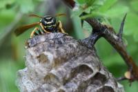 Polistes nimpha
