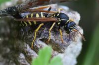 Polistes nimpha