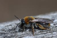 Andrena haemorrhoa