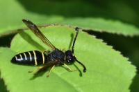 Odynerus spinipes