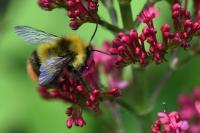 Bombus pratorum